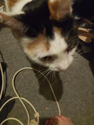 Lost Female Cat last seen Near curtain  avenue, Lalor, VIC 3075