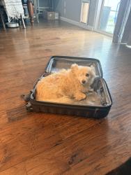 Lost Female Dog last seen Nautilus St. , Oxnard, CA 93035