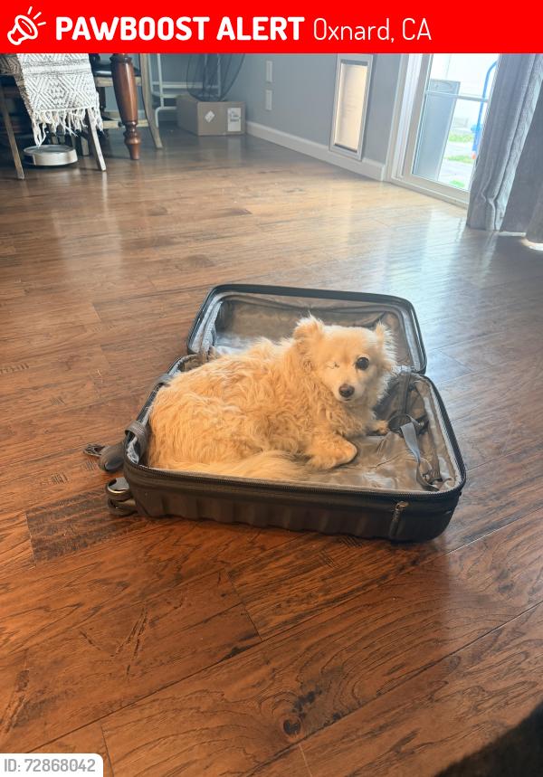 Lost Female Dog last seen Nautilus St. , Oxnard, CA 93035