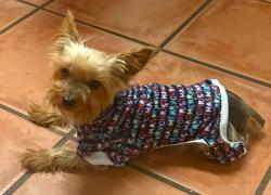 Lost Female Dog last seen St Thomas more, Baton Rouge, LA 70815