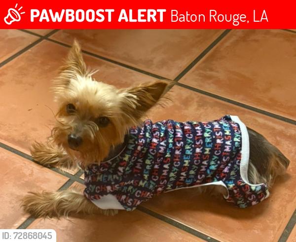 Lost Female Dog last seen St Thomas more, Baton Rouge, LA 70815