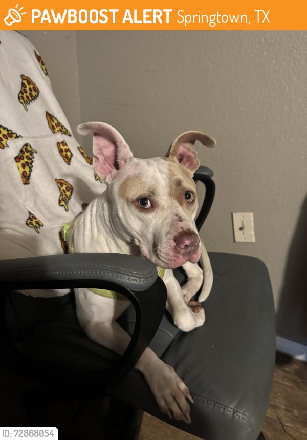 Found/Stray Female Dog last seen East Third Street by Springtown Elementary, Springtown, TX 76082