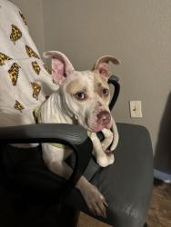 Found/Stray Female Dog last seen East Third Street by Springtown Elementary, Springtown, TX 76082