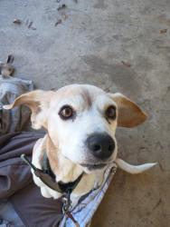 Lost Male Dog last seen Neighborhood, Bonifay, FL 32425
