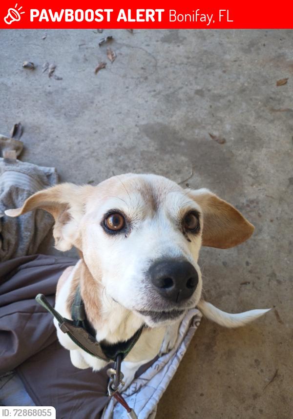 Lost Male Dog last seen Neighborhood, Bonifay, FL 32425