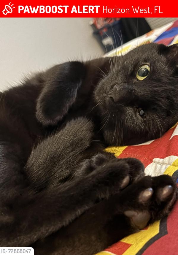 Lost Male Cat last seen I don't know, Horizon West, FL 34786