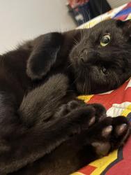 Lost Male Cat last seen I don't know, Horizon West, FL 34786
