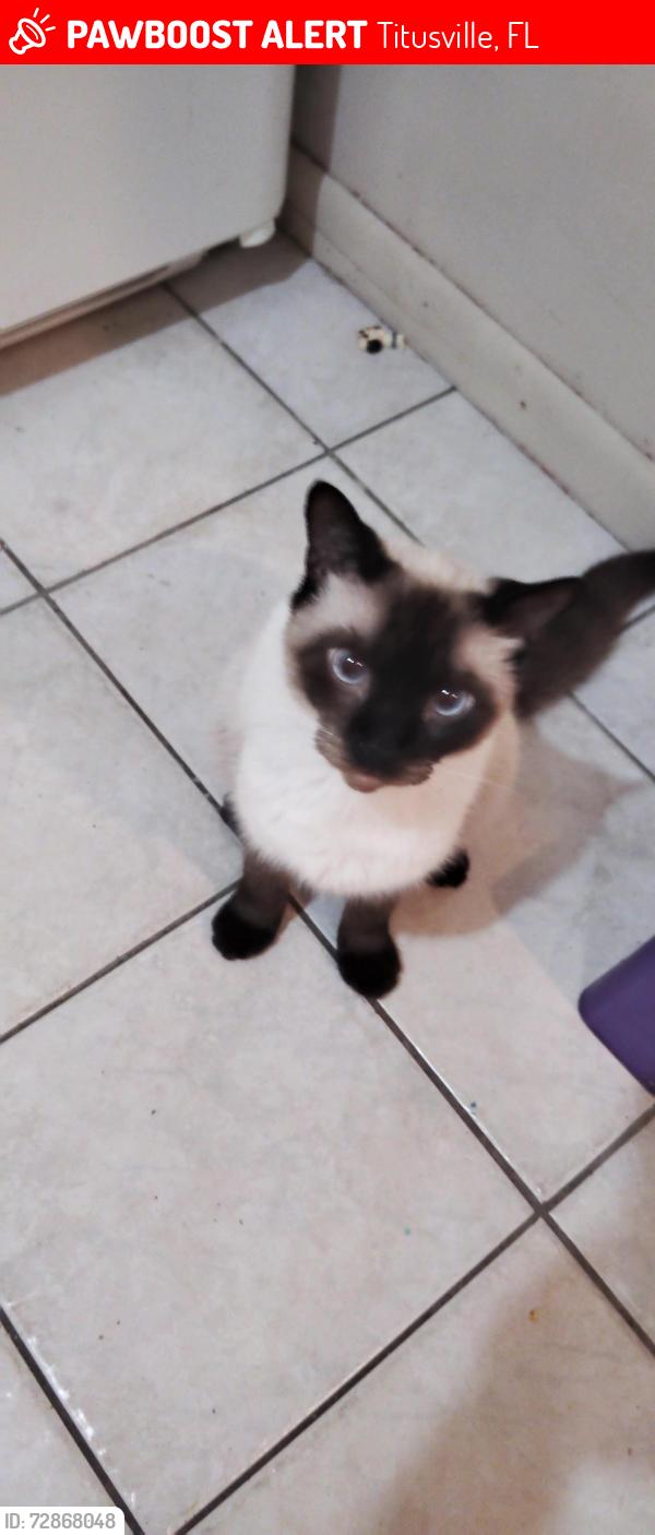 Lost Male Cat last seen N.hopkins st, Titusville, FL 32780