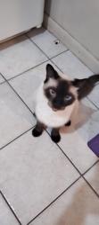 Lost Male Cat last seen N.hopkins st, Titusville, FL 32780