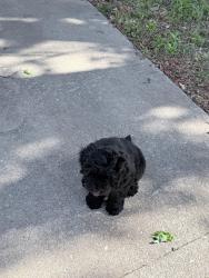 Lost Male Dog last seen N 41st West Ave , Tulsa, OK 74127