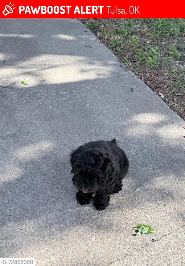 Lost Male Dog last seen N 41st West Ave , Tulsa, OK 74127