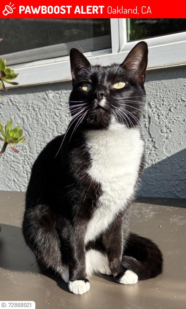 Lost Female Cat last seen Valle Vista Ave & Sunnyslope Ave, Oakland, CA 94610