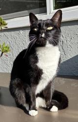 Lost Female Cat last seen Valle Vista Ave & Sunnyslope Ave, Oakland, CA 94610