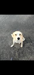 Found/Stray Female Dog last seen West rd, Houston, TX 77095