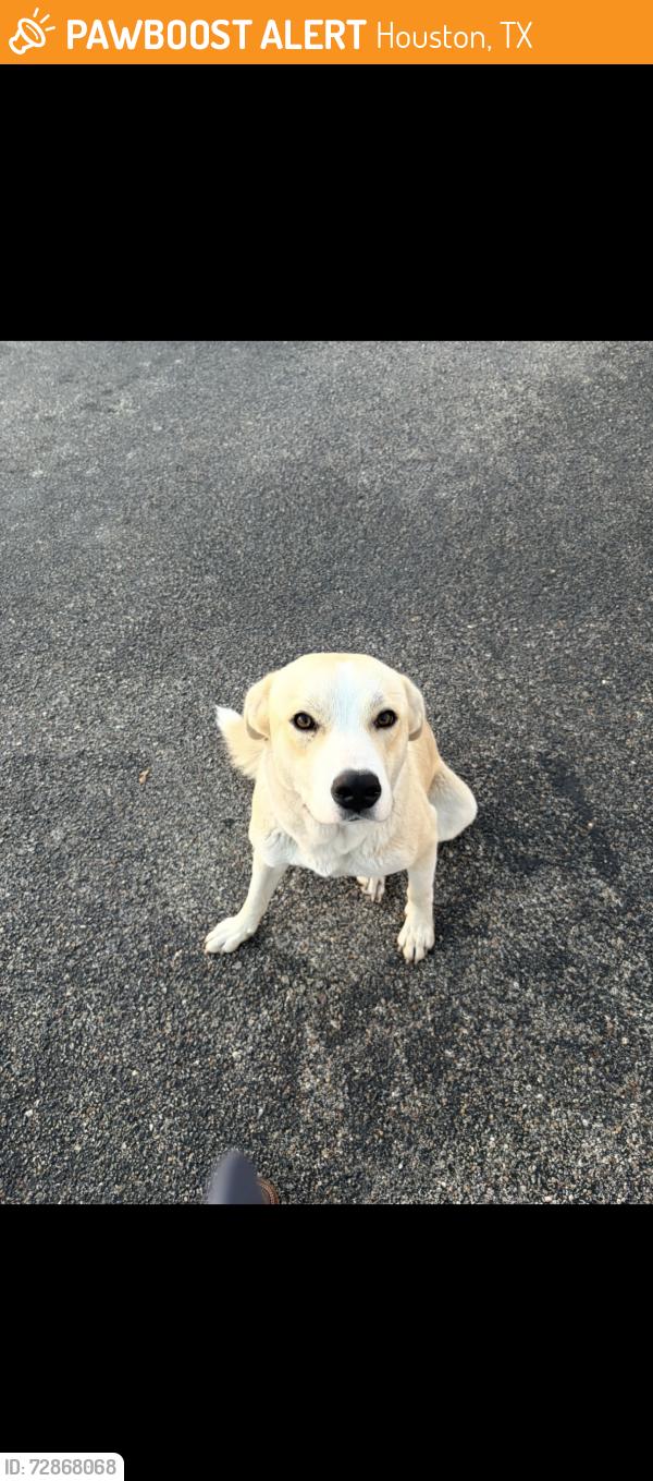Found/Stray Female Dog last seen West rd, Houston, TX 77095