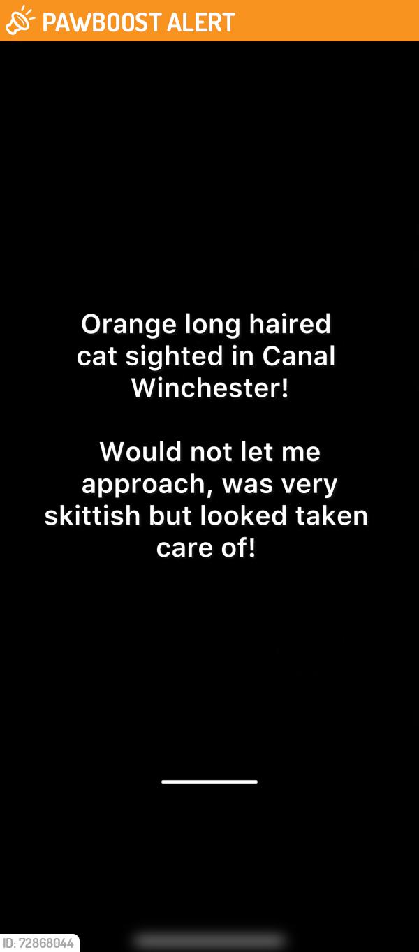 Found/Stray Unknown Cat last seen Near Calvin Creek Drive C Winchester Ohio, Canal Winchester, OH 43110