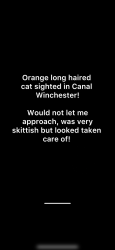 Found/Stray Unknown Cat last seen Near Calvin Creek Drive C Winchester Ohio, Canal Winchester, OH 43110