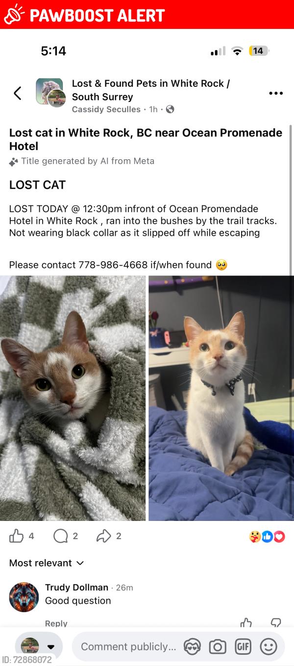 Lost Male Cat last seen Marine Dr. , White Rock, BC V4B 1E1