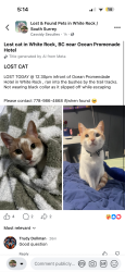 Lost Male Cat last seen Marine Dr. , White Rock, BC V4B 1E1