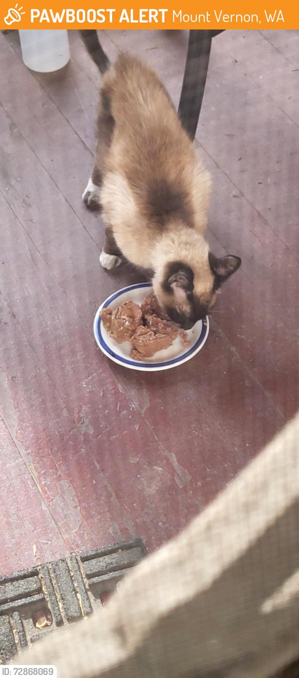 Found/Stray Female Cat last seen S. 13th St and Vera, Mount Vernon, WA 98274