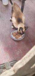 Found/Stray Female Cat last seen S. 13th St and Vera, Mount Vernon, WA 98274