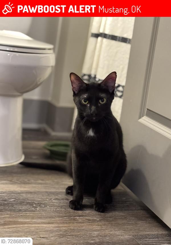 Lost Male Cat last seen South Brookview Lane and East Hillcrest Lane , Mustang, OK 73064