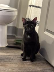 Lost Male Cat last seen South Brookview Lane and East Hillcrest Lane , Mustang, OK 73064