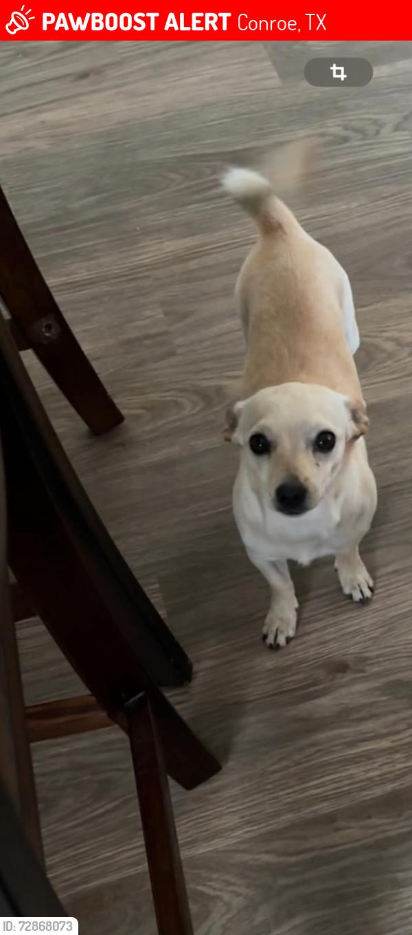 Lost Male Dog last seen Cut and shoot Conroe Waukegan , Conroe, TX 77306
