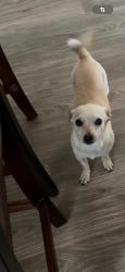 Lost Male Dog last seen Cut and shoot Conroe Waukegan , Conroe, TX 77306