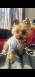 Reunited Male Dog last seen Coolidge park and eddies liquor , Long Beach, CA 90805