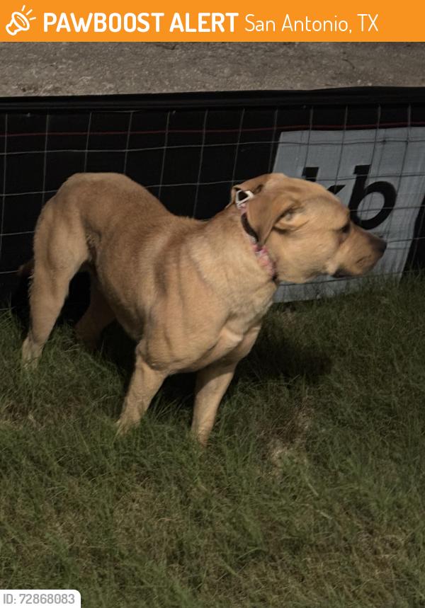 Found/Stray Male Dog last seen Wwwhite , San Antonio, TX 78222