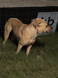 Found/Stray Male Dog last seen Wwwhite , San Antonio, TX 78222