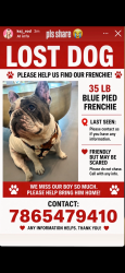 Lost Male Dog last seen SW 97th Ave. SW 16th st. , Westchester, FL 33165