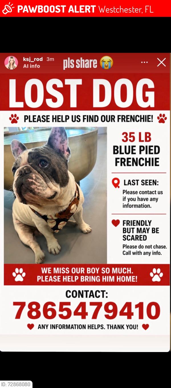 Lost Male Dog last seen SW 97th Ave. SW 16th st. , Westchester, FL 33165
