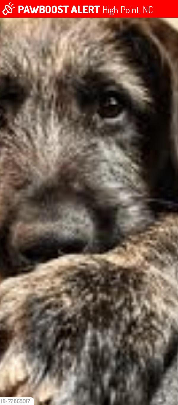 Lost Female Dog last seen University drive in older winston road, High Point, NC 27265