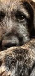 Lost Female Dog last seen University drive in older winston road, High Point, NC 27265