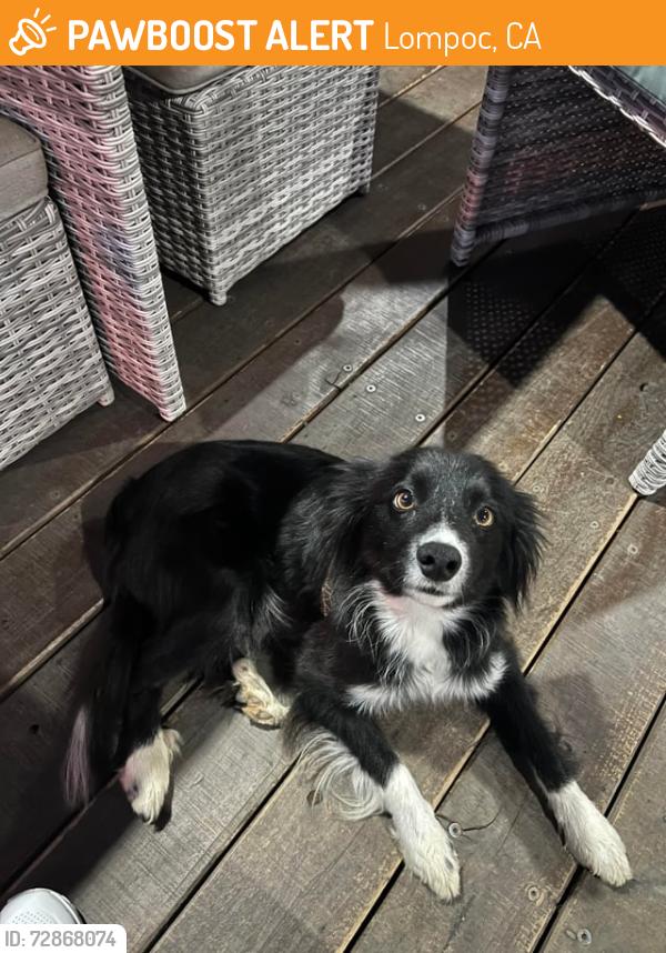 Found/Stray Unknown Dog last seen One plant Lompoc, Lompoc, CA 93436