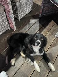 Found/Stray Unknown Dog last seen One plant Lompoc, Lompoc, CA 93436