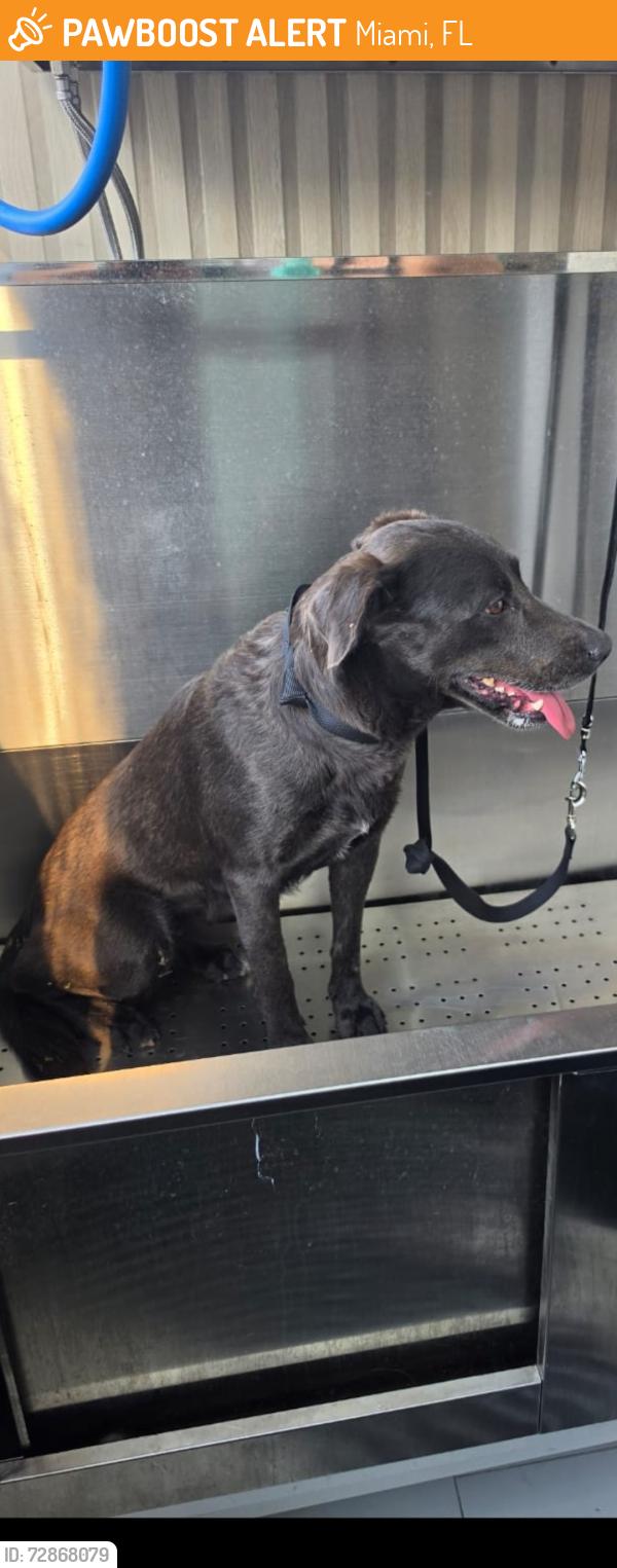 Found/Stray Female Dog last seen 6th and 29th street wynwood, Miami, FL 33136
