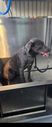 Found/Stray Female Dog last seen 6th and 29th street wynwood, Miami, FL 33136