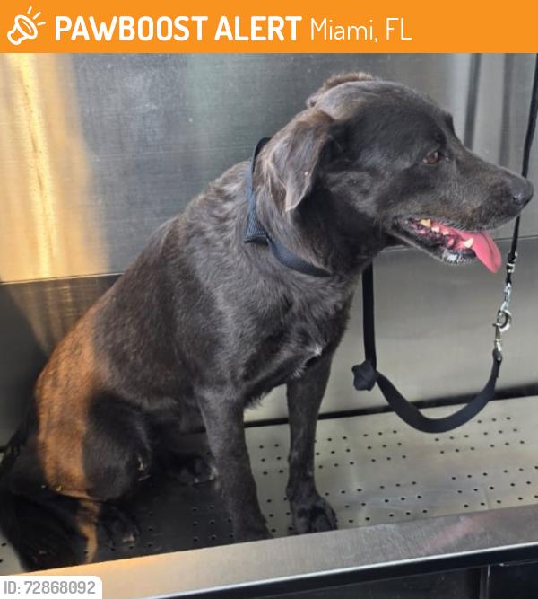 Found/Stray Female Dog last seen Wynwood, Miami, FL 33136