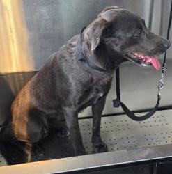 Found/Stray Female Dog last seen Wynwood, Miami, FL 33136