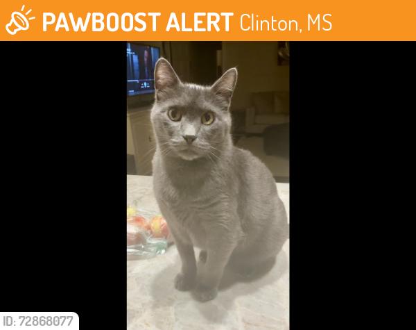 Found/Stray Male Cat last seen Cascades drive,, Clinton, MS 39056