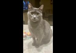 Found/Stray Male Cat last seen Cascades drive,, Clinton, MS 39056