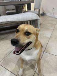 Found/Stray Female Dog last seen 93rd Ave n, St. Petersburg, FL 33702