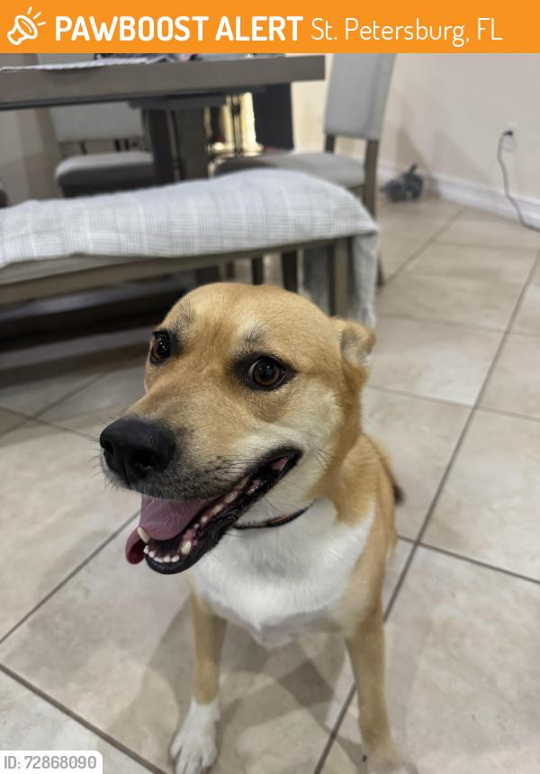 Found/Stray Female Dog last seen 93rd Ave n, St. Petersburg, FL 33702