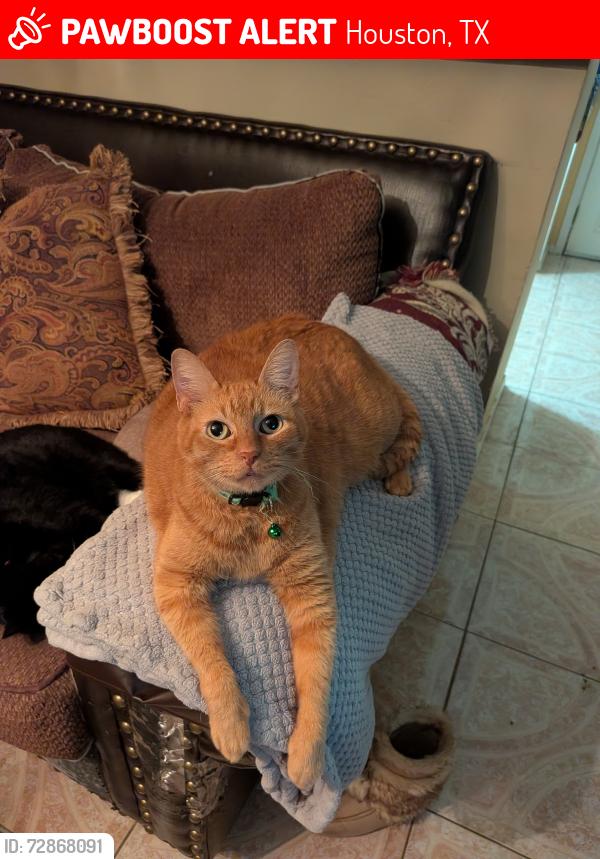 Lost Male Cat last seen Northcliffe Manor subdivision near Veterans Memorial and Antoine. , Houston, TX 77066
