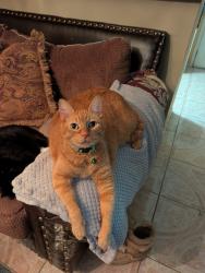 Lost Male Cat last seen Northcliffe Manor subdivision near Veterans Memorial and Antoine. , Houston, TX 77066