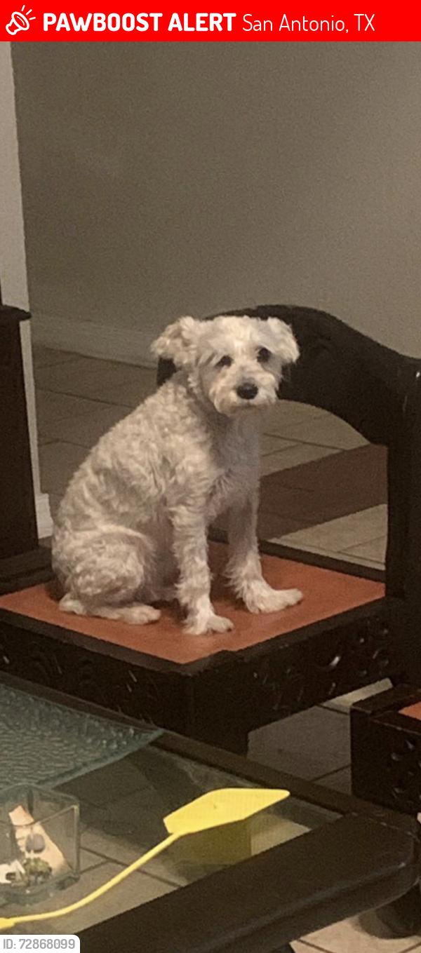 Lost Female Dog last seen Near Frontage Rd & Military Dr, San Antonio, TX 78227