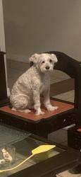 Lost Female Dog last seen Near Frontage Rd & Military Dr, San Antonio, TX 78227